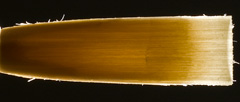 Hand Finished Albion Green Label Oboe Reeds